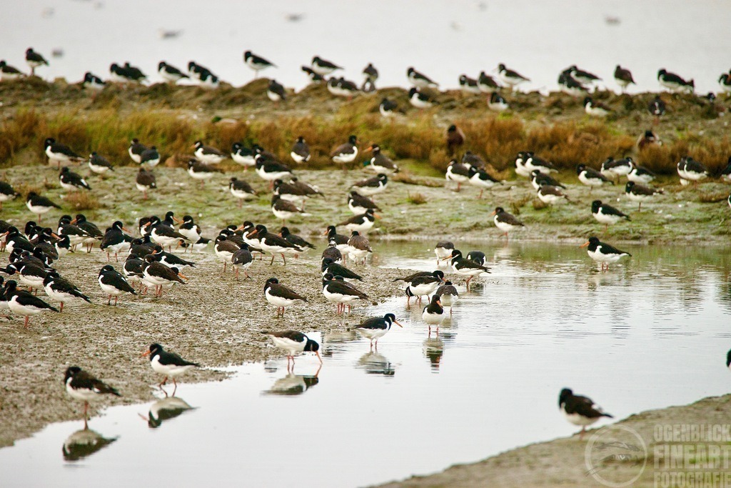 DSC03252 | Björn Thiemann; Ogenblick.de; Fotografie; Photograph; Landscape, Pellworm, Schleswig-Holstein; Inselfotograf; Inselfotografien; Wattenmeer; National-Park; Naturschutzgebiet; Leuchtturm; Lighthouse; Leinwandbilder; Kalender; Pellworm Kalender;  - Realisiert mit Pictrs.com
