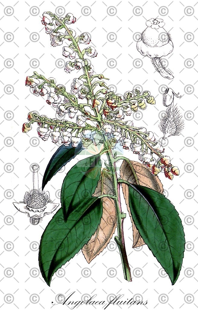 HistAbb_wfo-0000536542_270_ENZY_Simple | Historische Abbildung von Angolaea fluitans - Podostemaceae | Historical Illustration of Angolaea fluitans - Podostemaceae