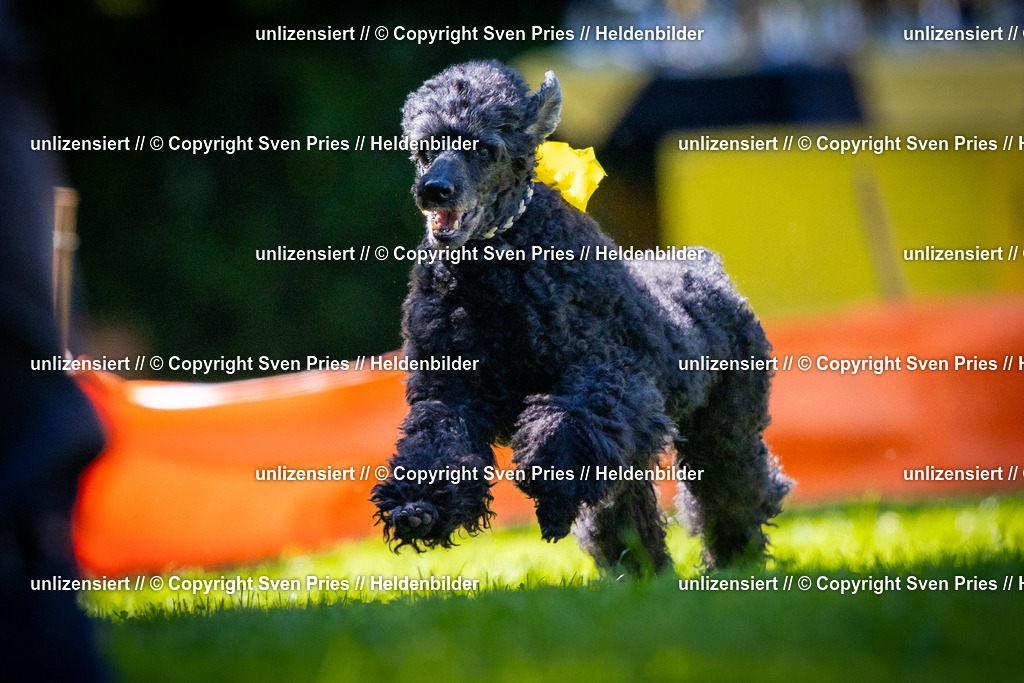 Sven Pries | 2025-08-10 - Hunderennen Durlach - Realisiert mit Pictrs.com