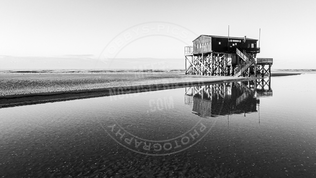 Silbermöwe_ | Pfahlbau in St. Peter-Ording