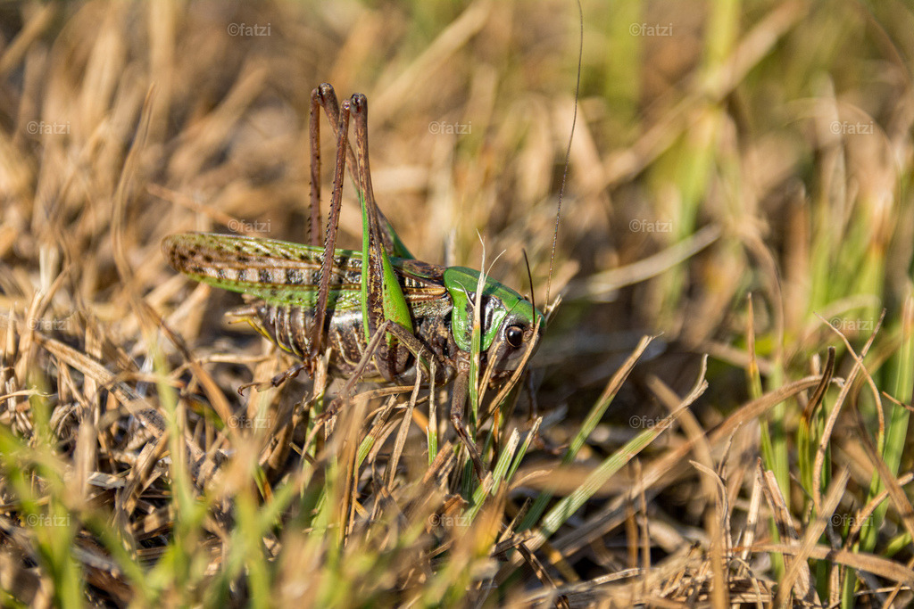 Lesachtal-Juli19_20190718-182748_Heuschrecke Warzenbeisser-k | Fatzi Bilder-Archiv! 
Die Bilder sind für private Nutzung lizenzfrei. Die kommerzielle Nutzung ist möglich und erwünscht, jedoch bitte ich um vorherige Kontaktaufnahme per E-Mail (info@fatzi.at) oder unter +43 650 7828269 - Realisiert mit Pictrs.com