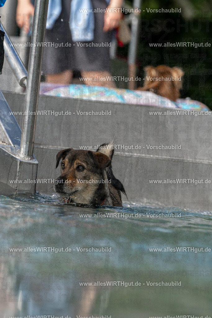 Hundeschwimmen_Volksbad_2026-allesWIRTHgut_Tierfotografie-2609061453-FAY07001 | Professionelle Tierfotografie in Mönchengladbach von Daniel Wirth (allesWIRTHgut). Liebevolle & natürliche Bilder von Hunden & Katzen für unvergessliche Erinnerungen.