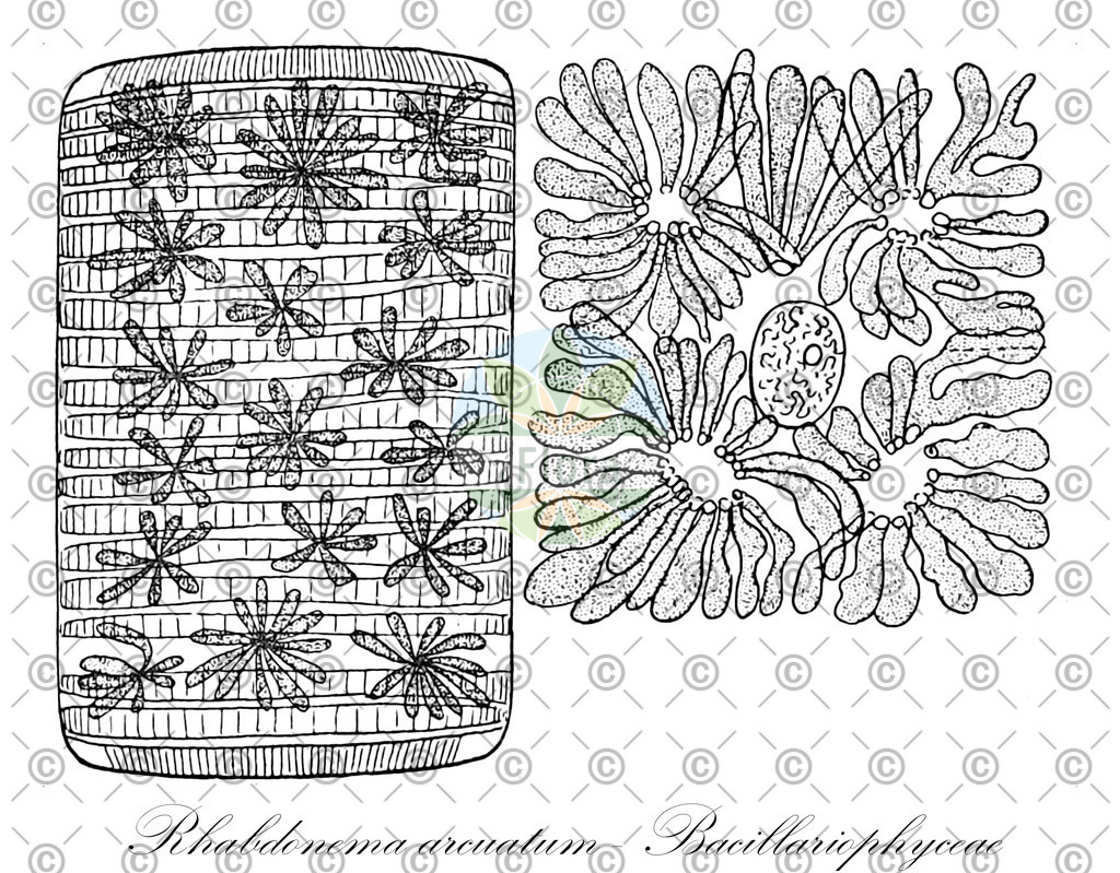 HistAbb_wfo-0000404963_1_ENZY_Simple | Historische Abbildung von Rhabdonema arcuatum - Bacillariophyceae - | Historical Illustration of Rhabdonema arcuatum - Bacillariophyceae - 