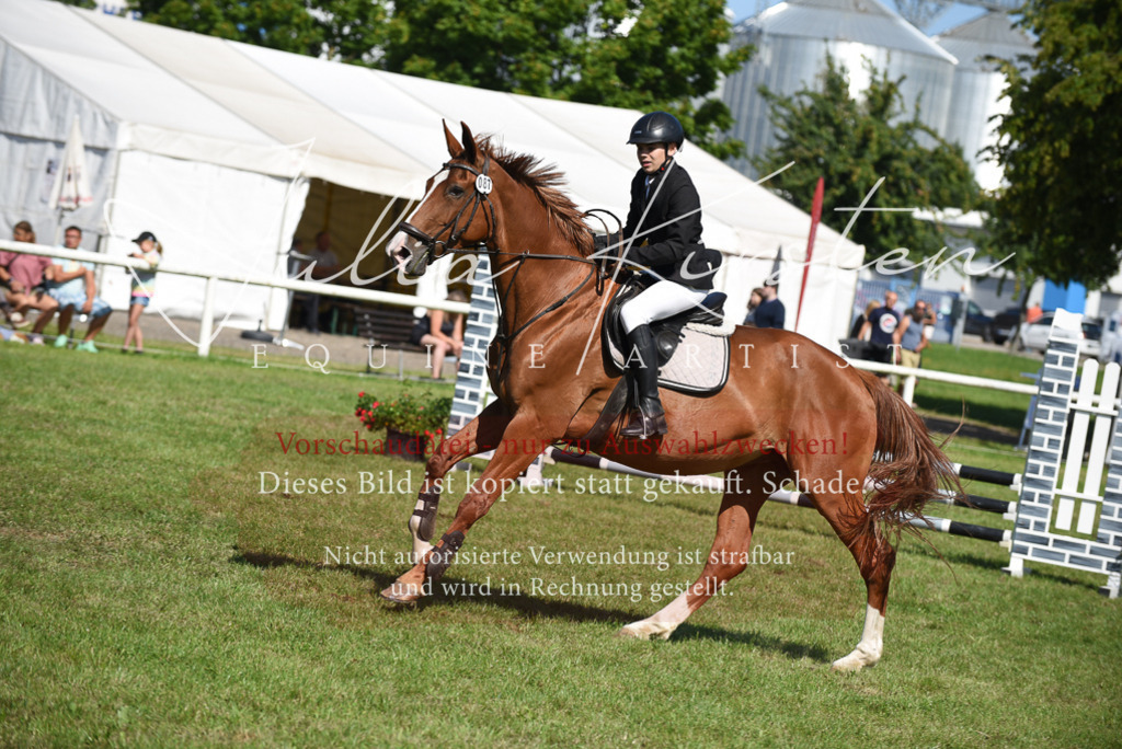DSC_9194 | Pferde- und Turnierfotografie in Westsachsen. Pferdeportraits, Auftragszeichnungen und intuitive Kunst.