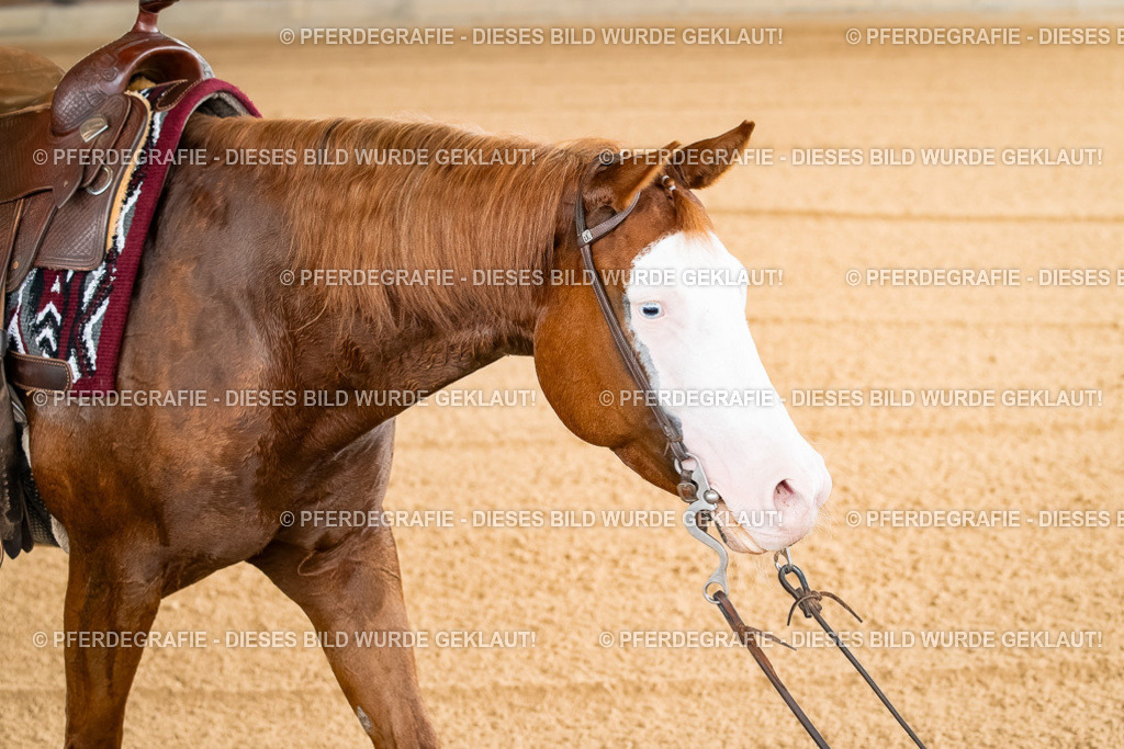 DSC01647 | Pferdegrafie