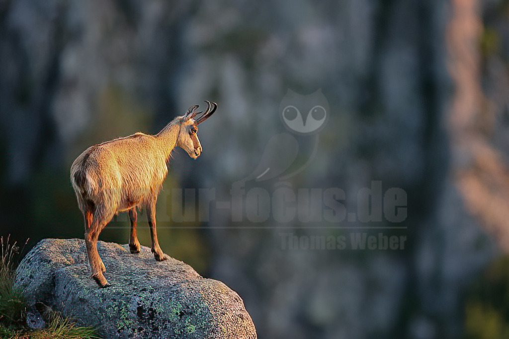 20210725061121 | Die Gämse (Rupicapra rupicapra), in der Jägersprache mit Gams oder Gamswild bezeichnet, ist eine in Europa und Kleinasien beheimatete Art der Ziegenartigen. Zusammen mit der Pyrenäen-Gämse und weiteren Arten gehört sie zur Gattung der Gämsen (Rupicapra). - Realisiert mit Pictrs.com