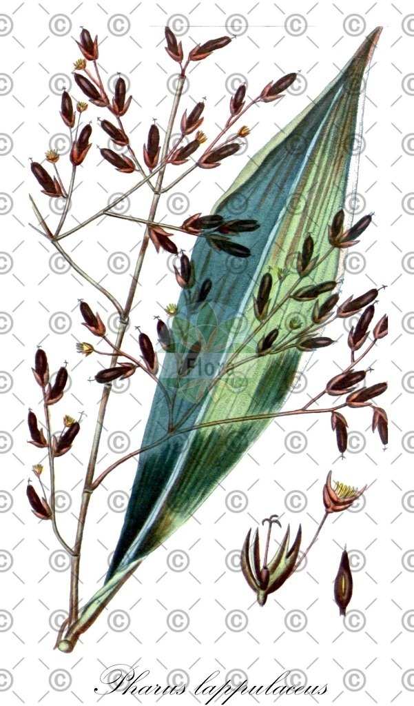 HistAbb_wfo-0000393137_1_ENZY_Simple | Historische Abbildung von Pharus lappulaceus - Poaceae | Historical Illustration of Pharus lappulaceus - Poaceae