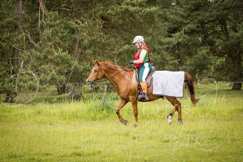 DöhlerHeide_2026-05-30_55 | Fotografie, Veranstaltungs-Fotografie, Pferde-Fotografie, Landschafts-Fotografie, Reise-Fotografie - Realisiert mit Pictrs.com