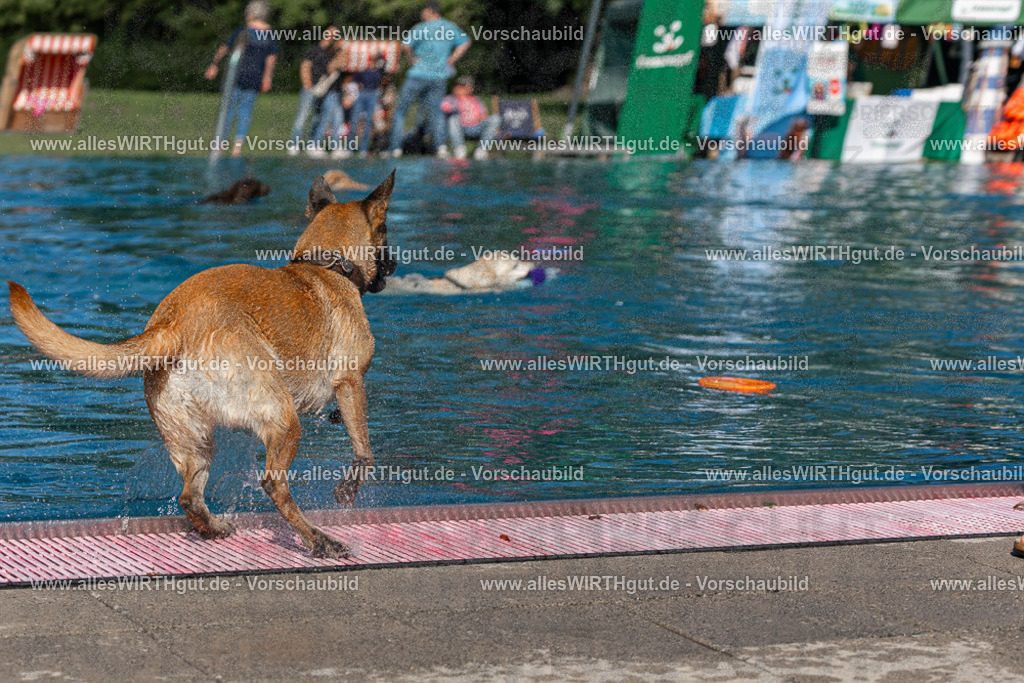 Hundeschwimmen_Volksbad_2026-allesWIRTHgut_Tierfotografie-2609061123-FAY06222 | Professionelle Tierfotografie in Mönchengladbach von Daniel Wirth (allesWIRTHgut). Liebevolle & natürliche Bilder von Hunden & Katzen für unvergessliche Erinnerungen.