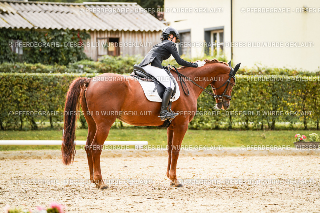 DSC01910 | Pferdegrafie