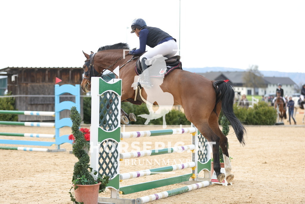 0P6A8574 | Willkommen bei Brunnmayr - Design & Fotografie – Ihrem Spezialisten für Reitturniere und Pferdeveranstaltungen in Oberösterreich, Salzburg und Bayern! Seit über 17 Jahren sind wir leidenschaftlich dabei.