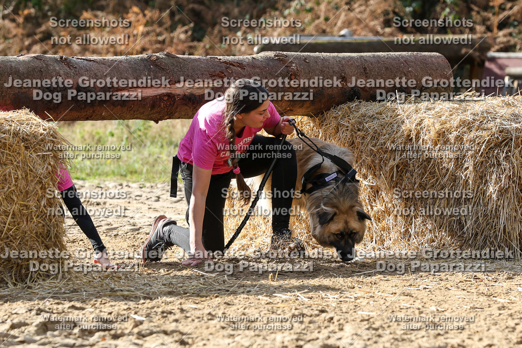 Dog Paparazzi - Strongdog 10-25-5804 | Dog Paparazzi Jeanette Grottendiek Fotografie & Videografie - Realisiert mit Pictrs.com