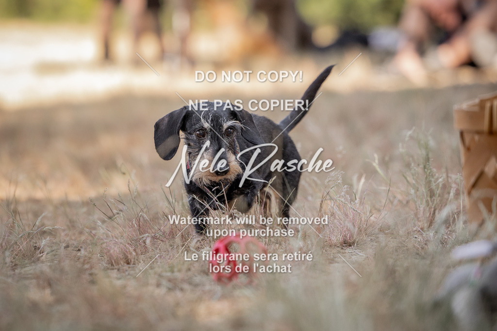 nelerasche_soDD2_13 | nelerasche