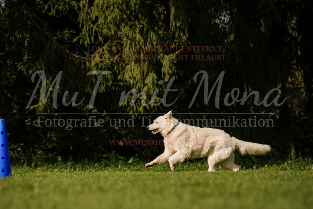 20251005_THS_Turnier-753 | MuT (Mensch und Tier) mit Mona - Fotografie und Tierkommunikation - Realisiert mit Pictrs.com