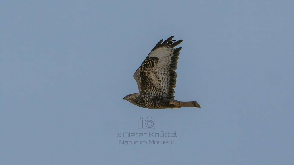 P1004505-Bearbeitet-2024-LR | Natur im Moment - Realisiert mit Pictrs.com