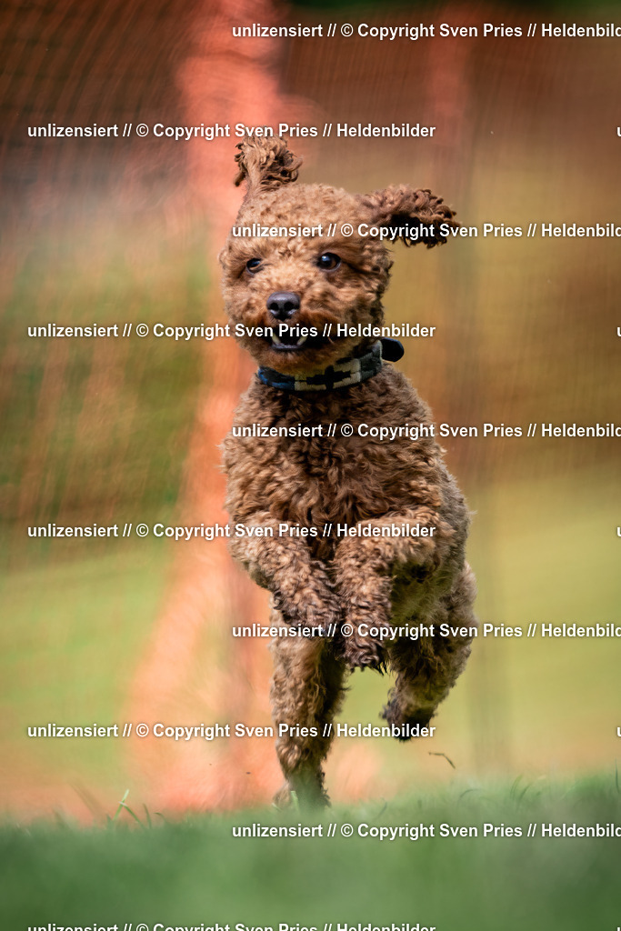 Sven Pries | 2024-04-21 - Hunderennen Baden-Oos
Foto: Sven Pries - Realisiert mit Pictrs.com