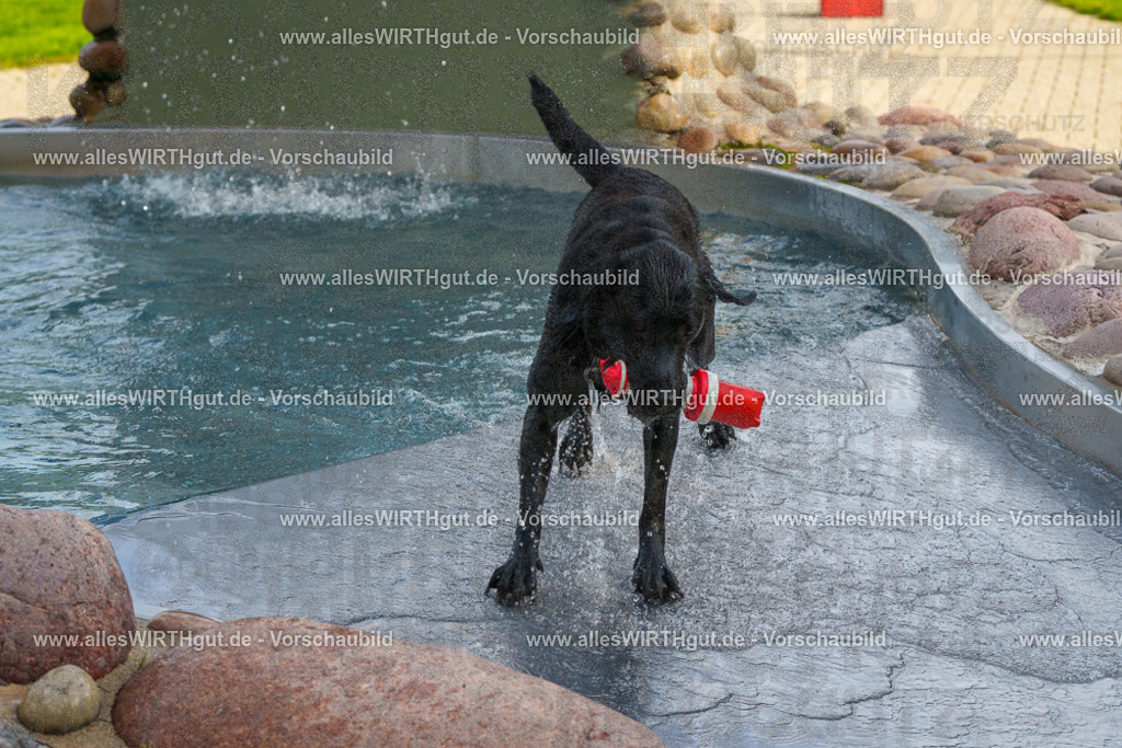 Hundeschwimmen_Grefrath_2026-allesWIRTHgut_Tierfotografie-09_28-FAY07611 | Professionelle Tierfotografie in Mönchengladbach von Daniel Wirth (allesWIRTHgut). Liebevolle & natürliche Bilder von Hunden & Katzen für unvergessliche Erinnerungen.