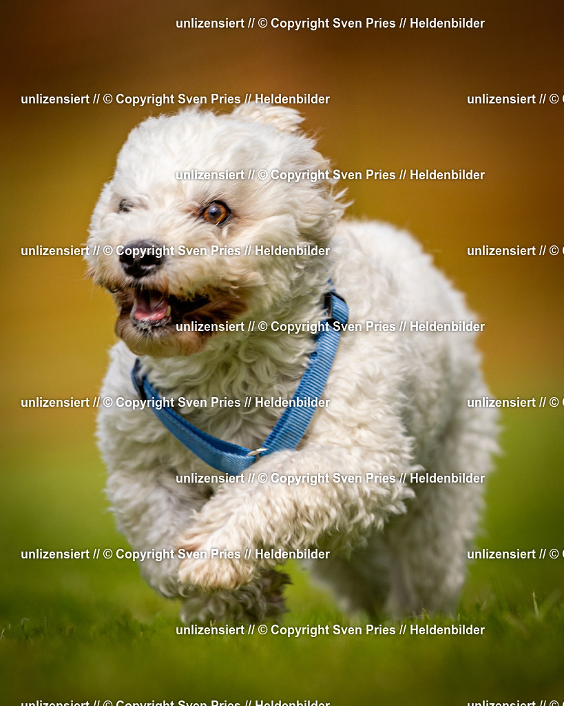 Sven Pries | 2024-09-22 - Hunderennen Baden-BadenPudelverein - Realisiert mit Pictrs.com