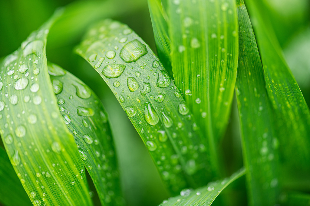 Tautropfen auf Gras | Simone Sonderegger Photography
