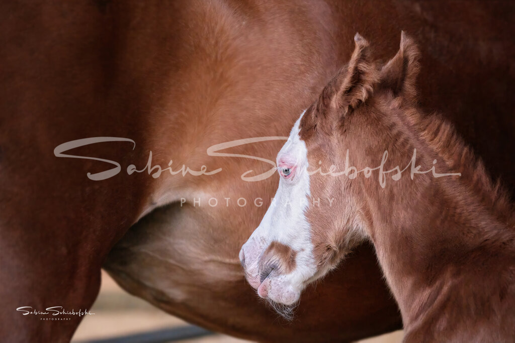 "Nici" der kleine Abenteurer | Mit einer sehr auffälligen Zeichnung "Laterne" kam dieses Hengstfohlen auf die Welt - Realisiert mit Pictrs.com