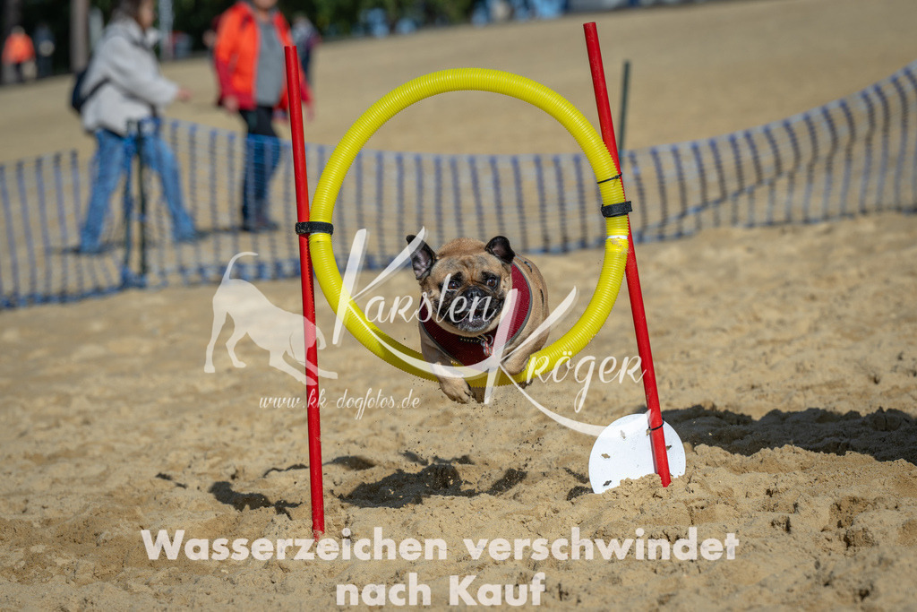 1115_ZZ90820 | kk-dogfotos