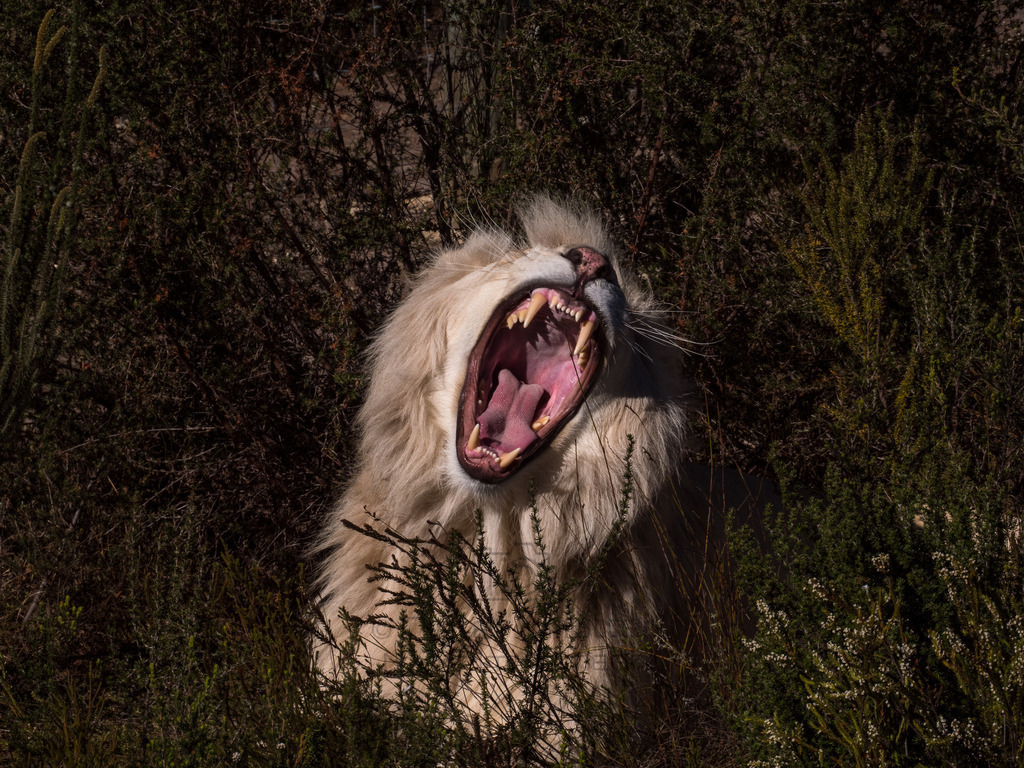 PANA3070-LR | Natur im Moment - Realisiert mit Pictrs.com