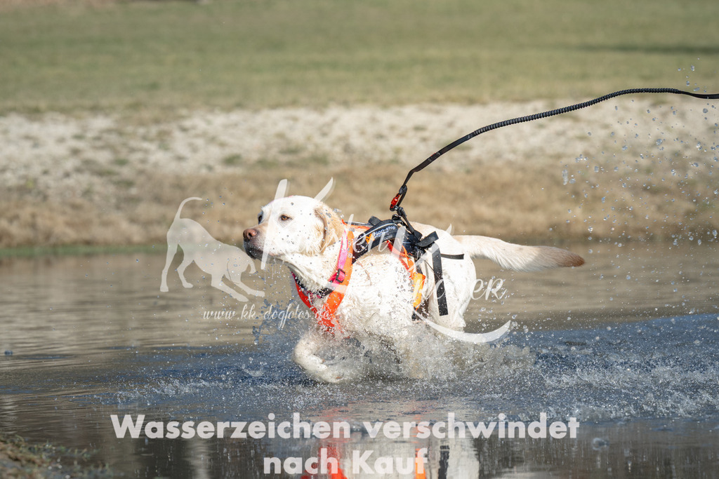 1400_ZZ99433 | kk-dogfotos