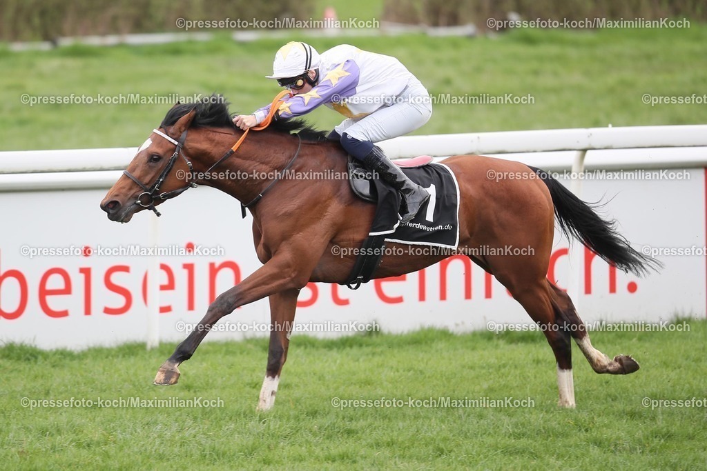 MH17032401005 | Lahzar Star siegt unter Sibylle Vogt am 17.03.2024 Renntag in Mülheim an der Ruhr. Copyright by Marc Ruehl - Veroeffentlichung nur gegen Honorar (zzgl.MwSt), Namensnennung und Beleg, Bank Routing Number: BIC GENODED1PAF, Bank Account Number: IBAN DE04 3706 2600 1201 6180 17, Steuer-Nr.: 203/5266/0306, Ust_Id_Nr.: De 122081417, Zur Gaulshuette 29, 50181 Bedburg, Phone: +49-(0)2272-83351, www.marcruehl.com, info@marcruehl.com, No Model Release, Abtretung von Persoenlichkeitsrechten der abgebildeten Person/Personen liegen nicht vor. Speichern in Bilddatenbanken oder Vervielfaeltigung ist ohne schriftliche Genehmigung nicht gestattet.