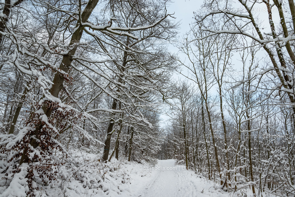 10049-13086 - Winter im Huy | Stockfoto und Bilderpool mit Bildmaterial aus Deutschland, dem Harz, Halberstadt, Quedlinburg, Wernigerode und weltweit. Qualitativ hochwertige und professionelle Fotos anschauen und kaufen. - Realisiert mit Pictrs.com