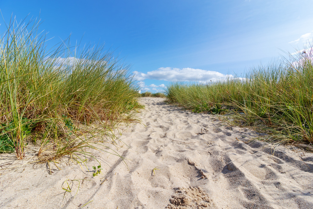 Wandbild: Sandweg zum Weidefelder Strand | Dieses Wandbild zeigt einen sandigen Pfad, der sich zwischen dichtem Strandhafer hindurch Richtung Küste schlängelt. Die Halme bewegen sich leicht im Wind und rahmen den Weg natürlich ein. Über der Szene spannt sich ein klarer blauer Himmel mit einzelnen weißen Wolken, der dem Motiv eine freundliche, helle Atmosphäre verleiht. Die Kombination aus warmem Sand, natürlichem Grün und weitem Himmel vermittelt Ruhe, Offenheit und einen Moment des Durchatmens. Ein Wandbild, das Leichtigkeit und Gelassenheit ausstrahlt – ideal für Wartebereiche, Behandlungsräume und Empfangszonen. - Realisiert mit Pictrs.com