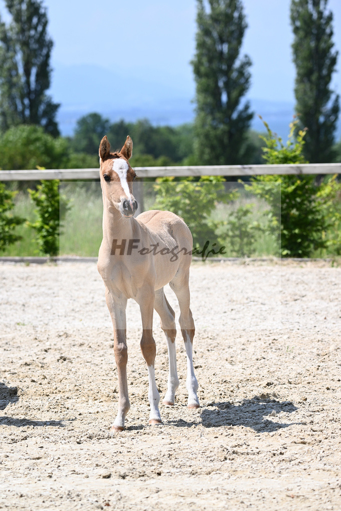 Kat-Nr. 15 SF Reitlands Diamonds Gold_Butolo_15230299 | hf-fotografie - Realizzato con Pictrs.com