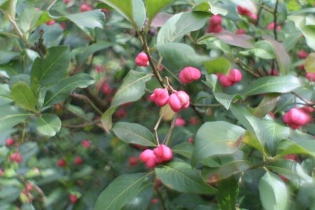 pfaffenhuetchen | Verkauf von Fotos und  Videoclips zumThema Natur.Motive sind Pflanzen, Tiere, Landschaftenund Wetter - Realisiert mit Pictrs.com
