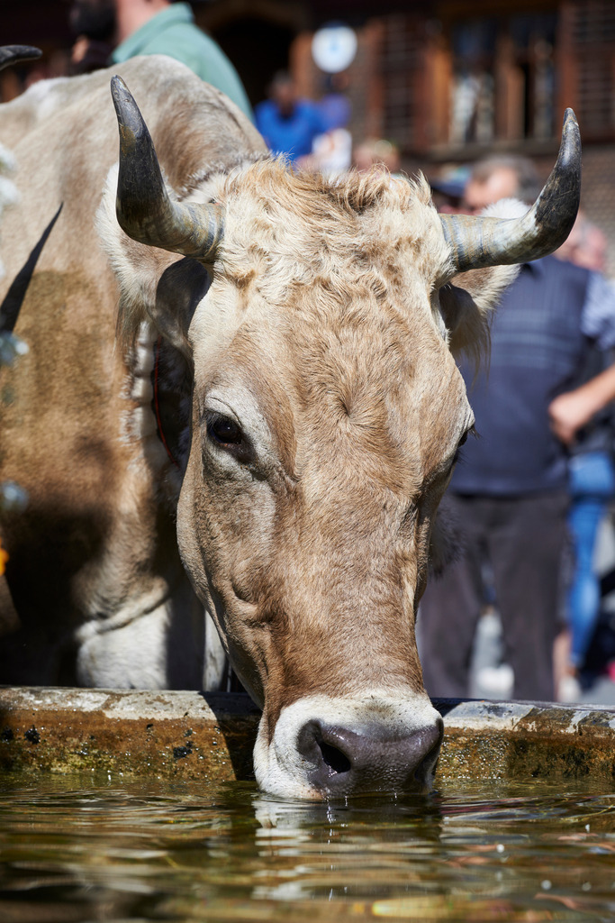 Alptag in Schwarzenberg | Schwarzenberg, Austria - September 08, 2015: Alptag in Schwarzenberg; Kühe am Dorfbrunnen stehend. - Realisiert mit Pictrs.com