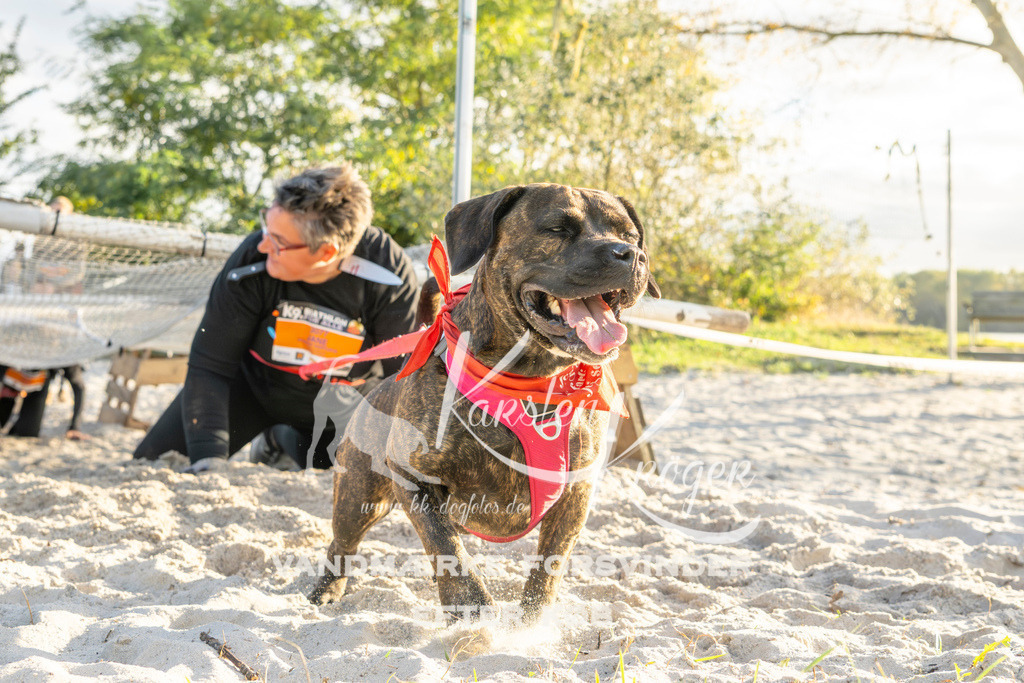 1646_ZZ99141 | kk-dogfotos