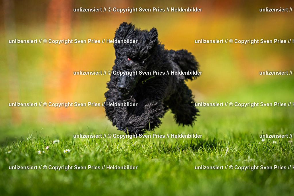 Sven Pries | 2025-04-13 - Hunderennen Baden-Baden - Realisiert mit Pictrs.com