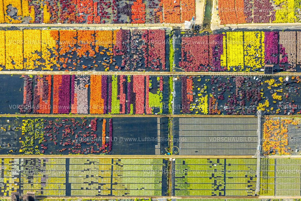 Duesseldorf250903131 | Luftbild, farbig bunte Blumen im Gartenbaubetrieb In der Hött, Formen und Farben, Flehe, Düsseldorf, Ruhrgebiet, Nordrhein-Westfalen, Deutschland
