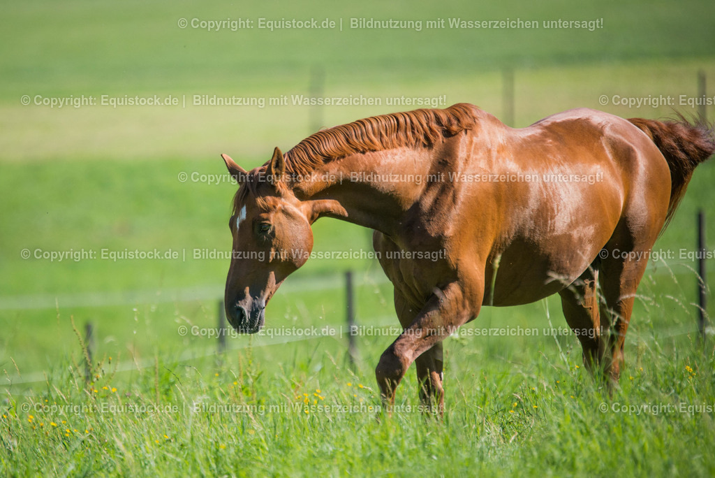 TS_20160826_Fuchs_in_Bewegung_0002 | Foto: Thomas Hartig
