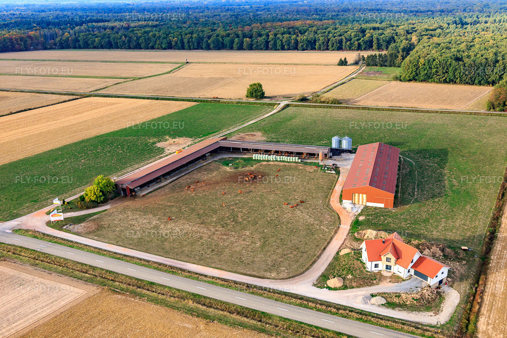 Vue aérienne: Bétail en pâture à la ferme Spiess à Schleithal dans le département Bas Rhin, France – .Photo: IMG_112044.jpg prise le 11/10/2018 par Werner Riehm/FLY-FOTO.eu – Résolution de l'original: 5472 x 3648 px
