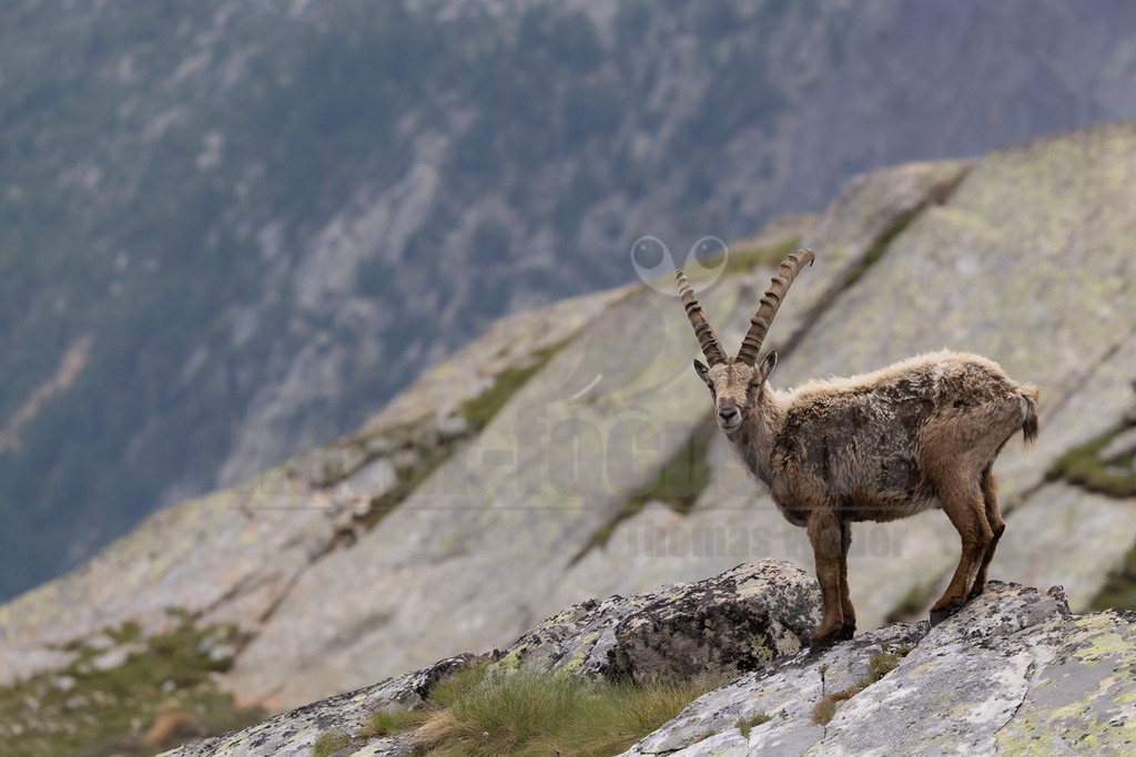 _5NF1168_20250713 | Ein majestätischer Alpensteinbock (Capra ibex) steht auf einem felsigen Vorsprung in den Bergen und blickt direkt in die Kamera. Sein braunes Fell ist stellenweise struppig, und seine imposanten, gebogenen Hörner sind deutlich zu erkennen. Der Hintergrund zeigt weitere felsige Hänge und eine verschwommene Berglandschaft unter einem bewölkten Himmel, was die raue und natürliche Umgebung des Tieres unterstreicht. Es sind keine direkten Interaktionen mit anderen Tieren oder Menschen zu beobachten; der Steinbock wirkt aufmerksam und ungestört in seinem natürlichen Lebensraum. - Realisiert mit Pictrs.com