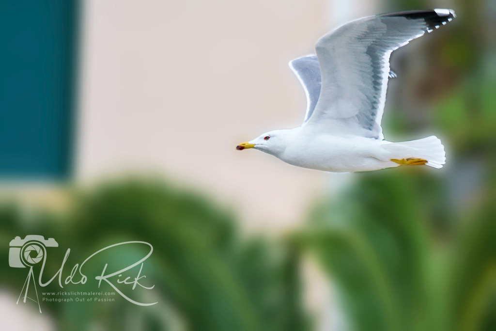 Mittelmeermöwe | Entdecken Sie Fotografie aus Leidenschaft: Auftragsfotografie, HD-Fotos, Geschenkartikel aus Ihren Bildern und vieles mehr. Beauftragen Sie uns für besondere Momente!