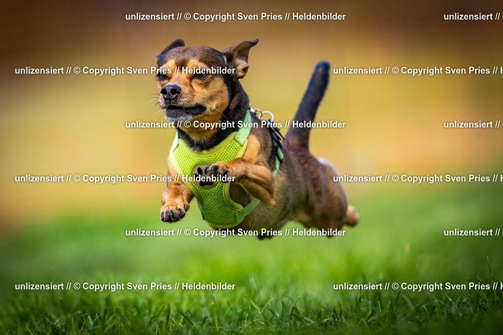 Sven Pries | 2025-04-13 - Hunderennen Baden-Baden - Realisiert mit Pictrs.com