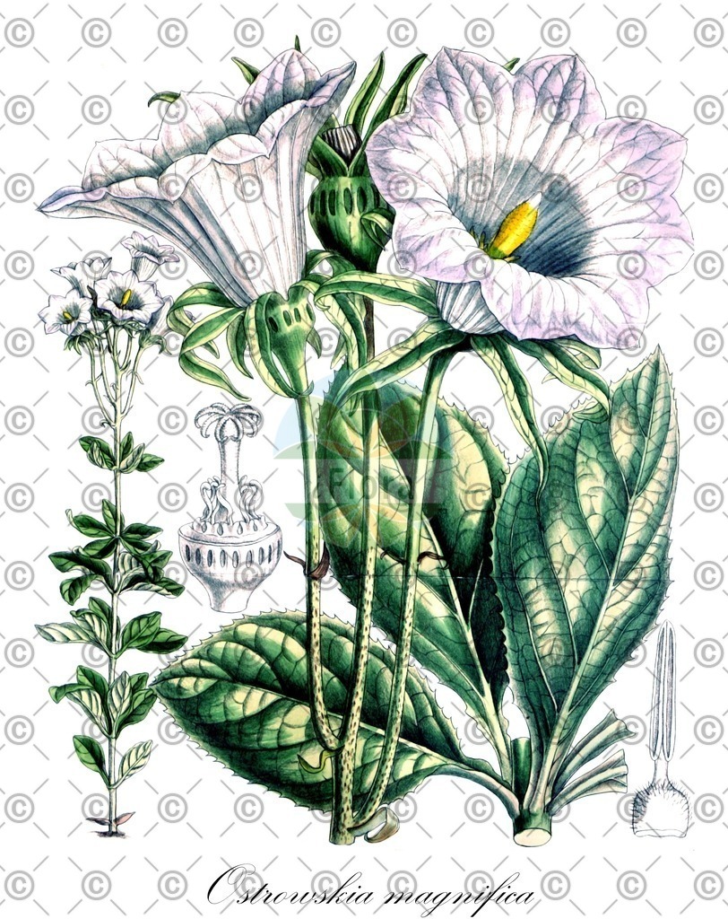 HistAbb_wfo-0001134501_1_ENZY_Simple | Historische Abbildung von Ostrowskia magnifica - Campanulaceae | Historical Illustration of Ostrowskia magnifica - Campanulaceae