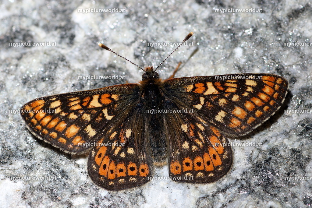 Euphydryas aurinia-016 | Das Bilderarchiv über Tiere, Planzen und Landschaften. In der Bilddatenbank finden Sie ein große Auswahl an hochwertigen Bilder für Ihre Werbung - Realisiert mit Pictrs.com