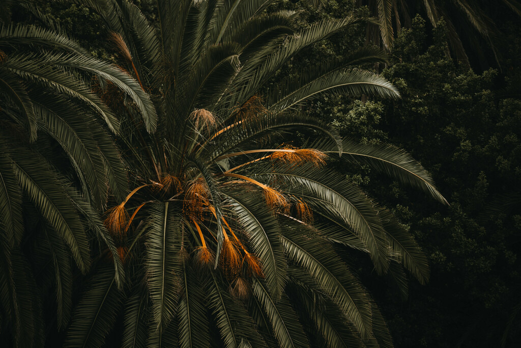 Teneriffa_by Leevke Draack_51 | Du suchst natürliche und atmosphärische Prints oder Leinwanddrucke? In diesem Shop gibt es alles, nur kein Mainstream. - Realisiert mit Pictrs.com