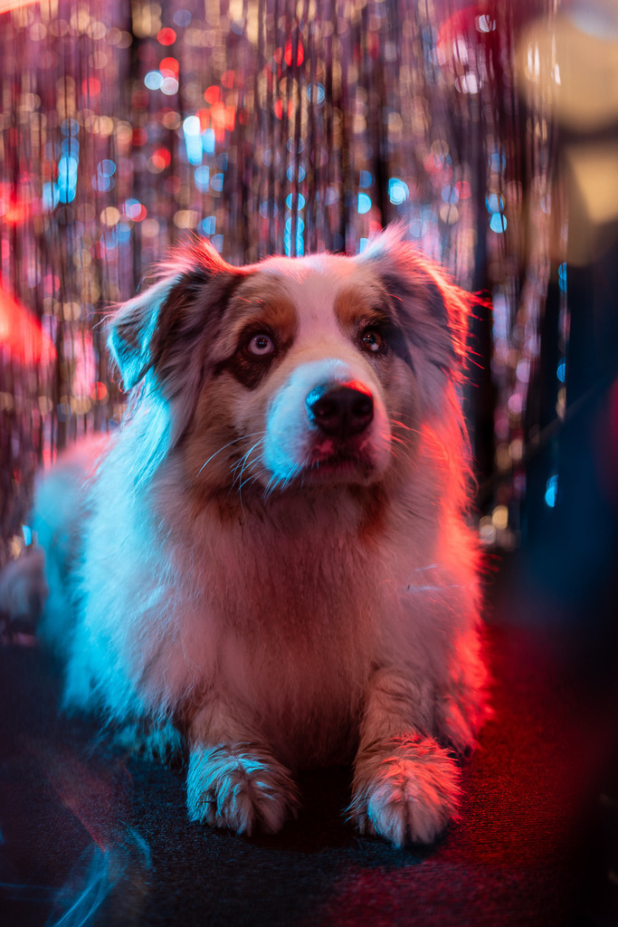 allesWIRTHgut Tierfotografie - 7IV01519 | Professionelle Tierfotografie in Mönchengladbach von Daniel Wirth (allesWIRTHgut). Liebevolle & natürliche Bilder von Hunden & Katzen für unvergessliche Erinnerungen.