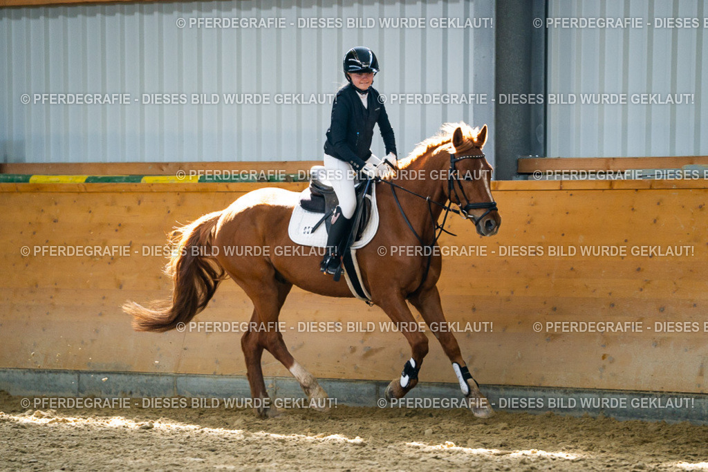 DSC01936 | Pferdegrafie