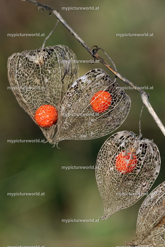 Gewöhnliche Judenkirsche-018 | Das Bilderarchiv über Tiere, Planzen und Landschaften. In der Bilddatenbank finden Sie ein große Auswahl an hochwertigen Bilder für Ihre Werbung - Realisiert mit Pictrs.com
