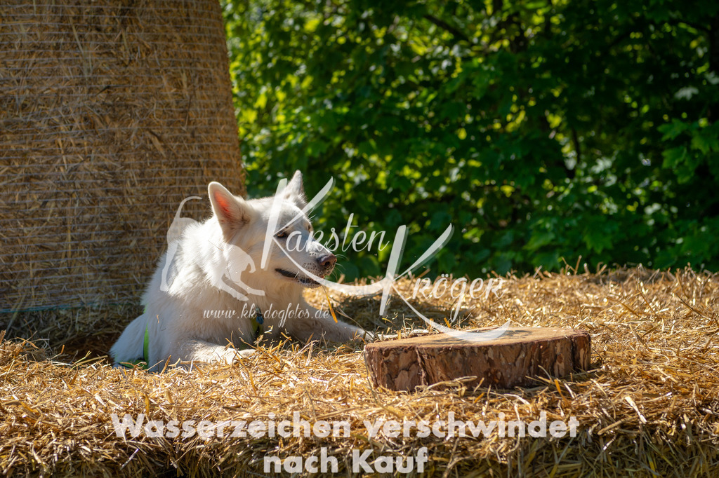1045STR_5812 | kk-dogfotos