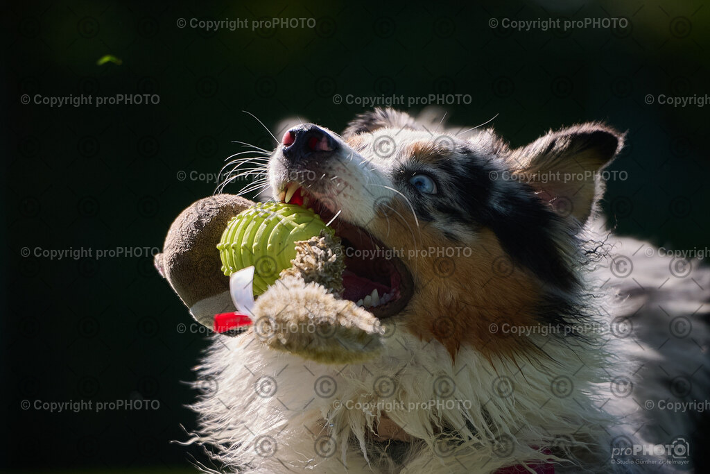 186_202509_4Hundebadetag_NZ9_2728 | proPHOTO - Realisiert mit Pictrs.com