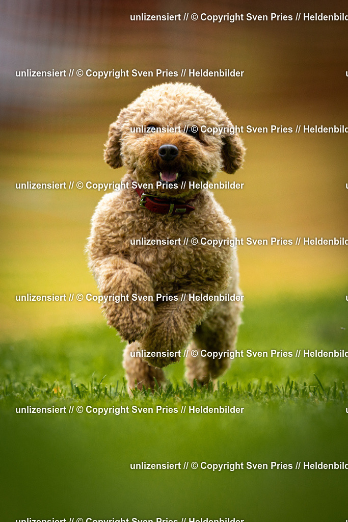 Sven Pries | 2025-09-21 - Hunderennen Baden-Oos - Realisiert mit Pictrs.com